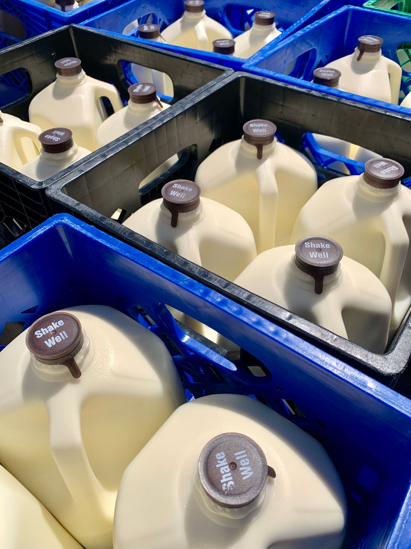 Dairy and eggs wholesale